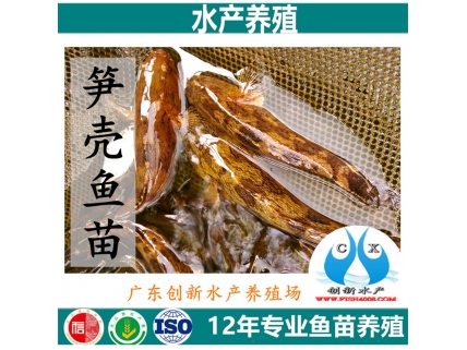 笋壳鱼鱼苗|鱼苗价格